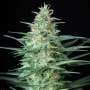 Семена конопли RED DWARF AUTO® от Buddha Seeds