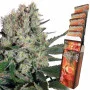 Cannabis seeds SYRUP AUTO® from Buddha Seeds