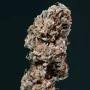 Насіння конопель AUTO AMNESIA® від Buddha Seeds