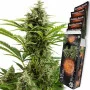 Семена конопли VESTA AUTO® от Buddha Seeds