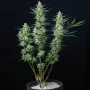 Семена конопли VESTA AUTO® от Buddha Seeds