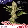 Семена конопли WEDDING CHEESECAKE® feminized от Buddha Seeds