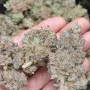 Насіння конопель TROPICANA Cookies FF від Fast Buds