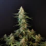 Насіння конопель Original SOUR DIESEL Auto від Fast Buds