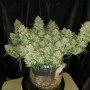 Семена конопли Original AUTO JACK HERER от Fast Buds