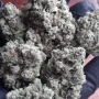 Насіння конопель BISCOTTI GELATO™ від Fast Buds