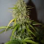 Семена конопли GRAPEFRUIT Auto от Fast Buds