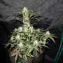 Семена конопли West Coast O.G. Auto от Fast Buds