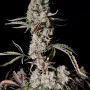 Cannabis seeds GORILLA Z Auto (GORILLA Zkittlez Auto) from Fast Buds
