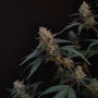 Семена конопли Original BUBBLEGUM Auto от Fast Buds