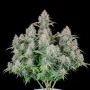 Семена конопли Original AUTO CINDERELLA от Fast Buds