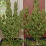 Cannabis seeds STRAWBERRY BANANA Auto from Fast Buds