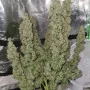 Семена конопли Wedding CHEESECAKE Auto от Fast Buds