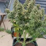 Семена конопли Original AUTO SOUR DIESEL от Fast Buds