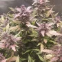 Сорт семян каннабиса Ginger Punch Auto от Kannabia Seeds