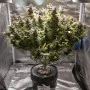 Сорт семян каннабиса Ginger Punch Auto от Kannabia Seeds
