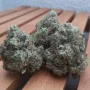 Семена конопли GORILLA MELON ™ от Fast Buds