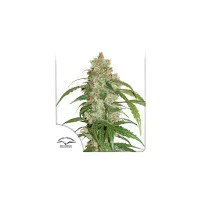 CBD AUTO WHITE WIDOW®