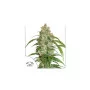 Семена конопли CBD AUTO WHITE WIDOW® от Dutch Passion
