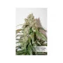 Семена конопли CBD AUTO WHITE WIDOW® от Dutch Passion