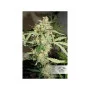 Семена конопли CBD AUTO WHITE WIDOW® от Dutch Passion