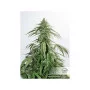 Семена конопли CBD AUTO WHITE WIDOW® от Dutch Passion