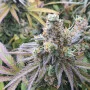Cannabis seed variety CBD Charlotte's Angel Feminised Silver