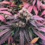 Cannabis seed variety CBD Charlotte's Angel Feminised Silver