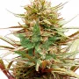 Сорт насіння канабісу CBD Compassion Feminised Silver