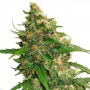 Сорт насіння канабісу CBD Compassion Feminised Silver