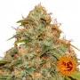Насіння конопель CBD LEMON POTION AUTO від Barney's Farm