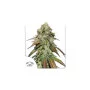 Насіння конопель CBD MAZAR® від Dutch Passion