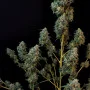 Насіння конопель Original SOUR DIESEL Auto від Fast Buds