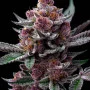 Семена конопли Cherry Poppers от Barney's Farm