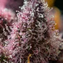 Семена конопли Cherry Poppers от Barney's Farm