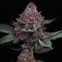 Семена конопли Cherry Poppers от Barney's Farm