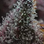 Семена конопли Cherry Poppers от Barney's Farm