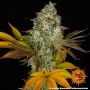 Семена конопли COOKIES KUSH AUTO от Barney's Farm