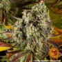 Семена конопли COOKIES KUSH AUTO от Barney's Farm