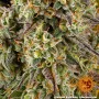 Cannabis seeds GMO AUTO from Barney's Farm