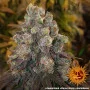 Насіння конопель COOKIES KUSH від Barney's Farm