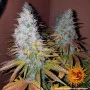 Насіння конопель COOKIES KUSH від Barney's Farm