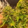 Сорт семян каннабиса Ginger Punch Auto от Kannabia Seeds