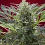 Семена конопли CREAM 47® от Sweet Seeds