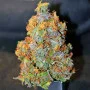Cannabis seed variety Auto Cream Mandarine XL Feminised Silver