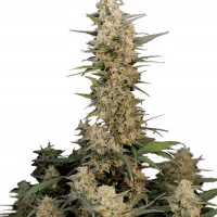 Original CRITICAL Auto