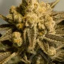 Cannabis seed variety Auto Critical Glue Feminised Silver