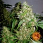 Семена конопли CRITICAL KUSH AUTO от Barney's Farm