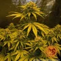 Семена конопли CRITICAL KUSH AUTO от Barney's Farm