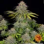 Насіння конопель CRITICAL KUSH від Barney's Farm